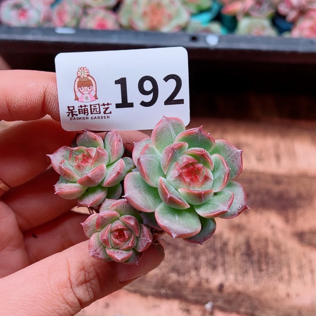 多肉植物多肉植物
