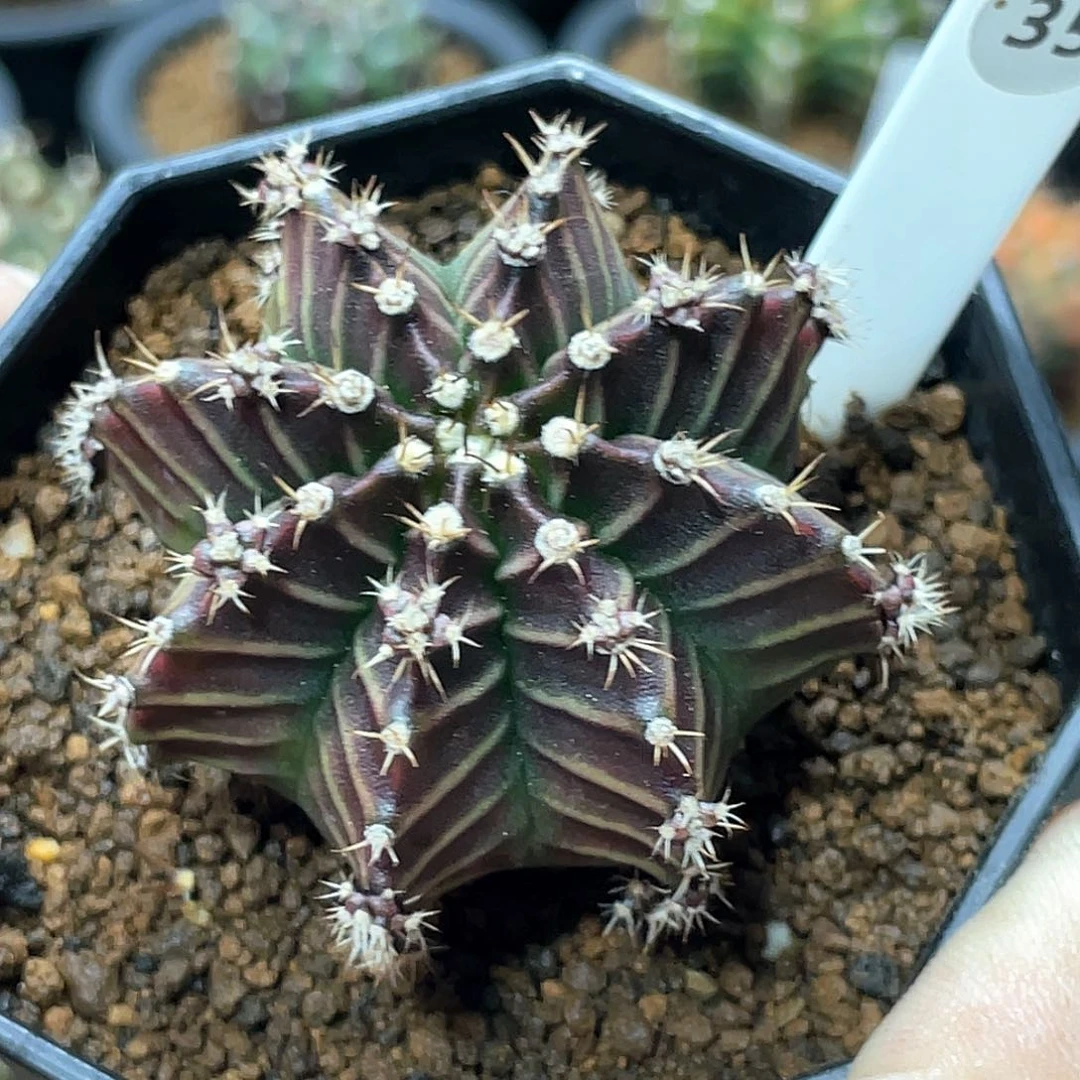 当前无花朵，栽培后可花朵