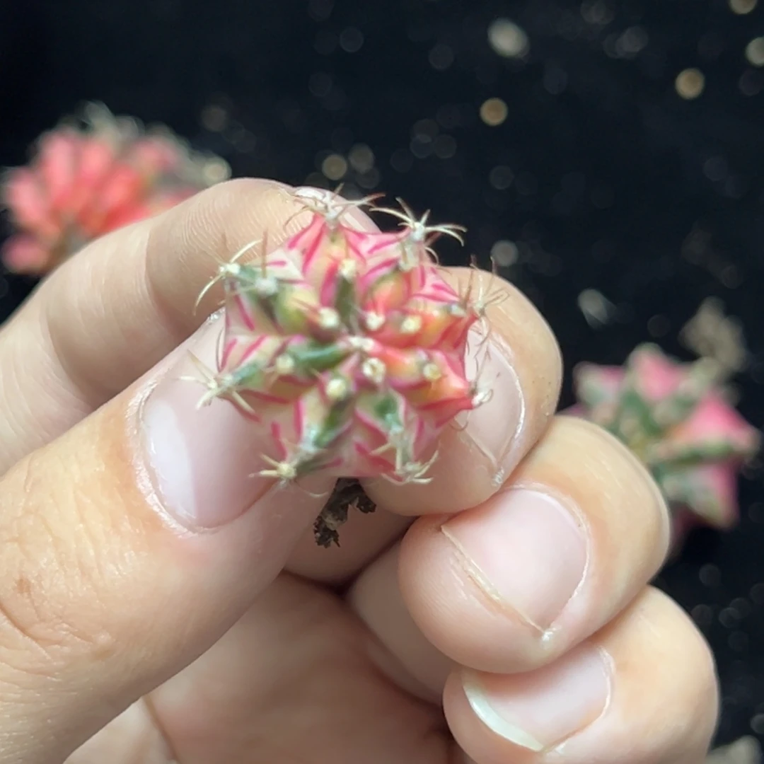 名品侧芽自根脱土发货