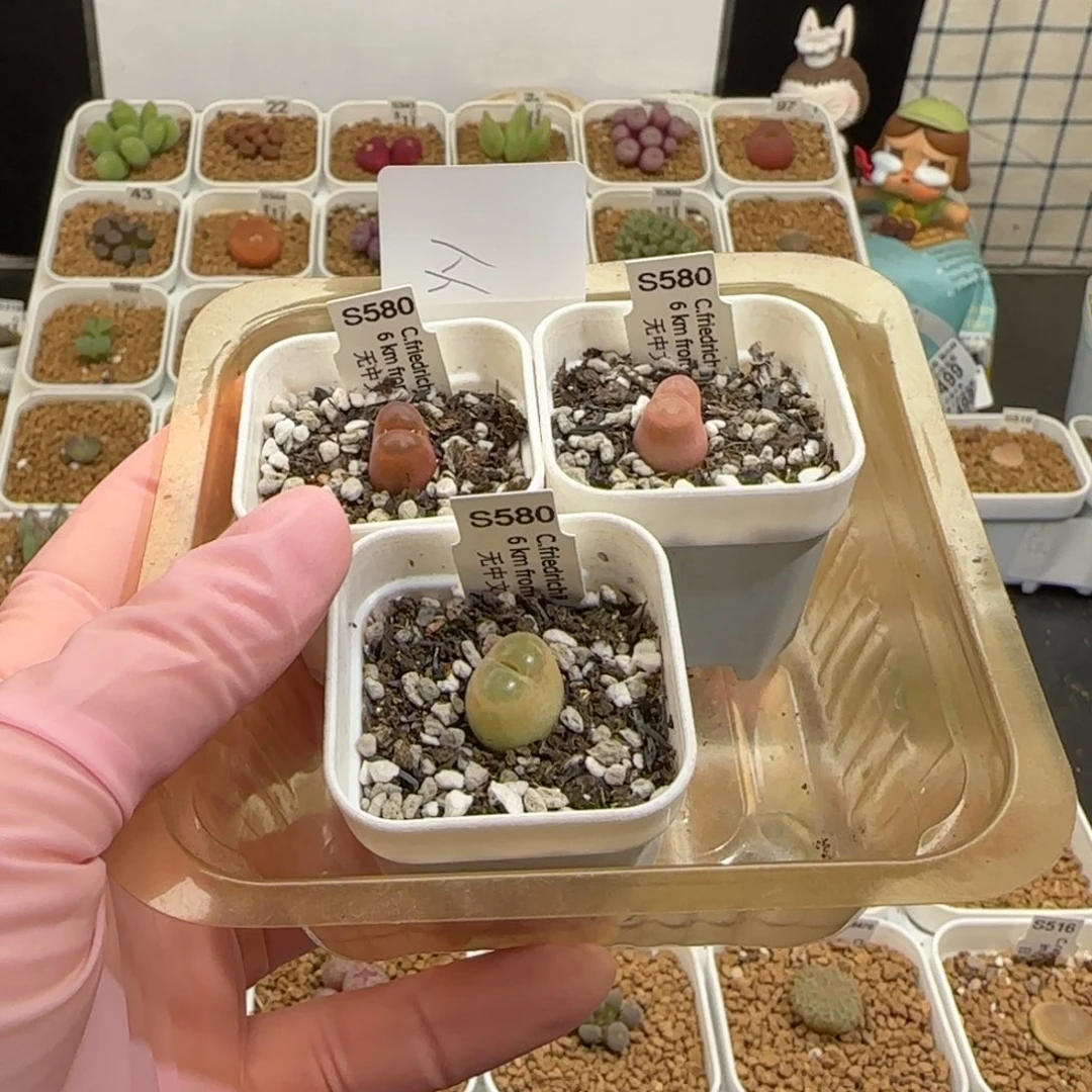 靓***丫肉锥多肉植物组合-6km风铃531