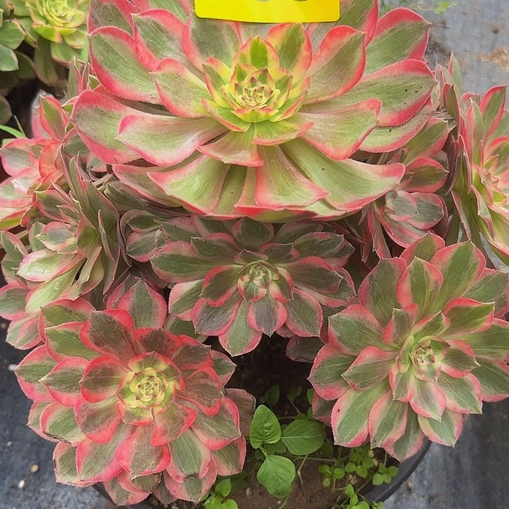 多肉植物云菏395克