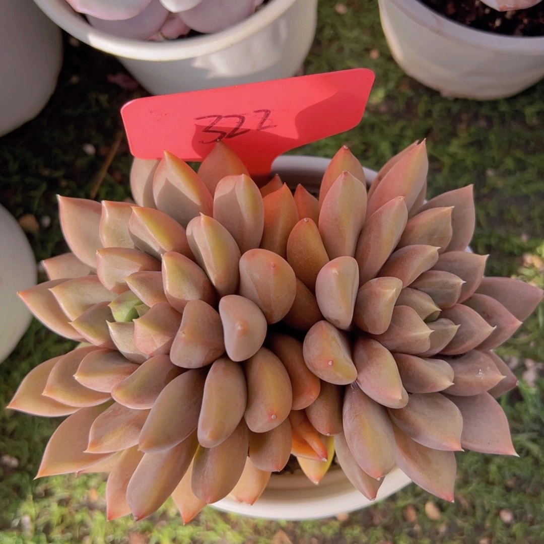 香玉的故事是一个人的故事