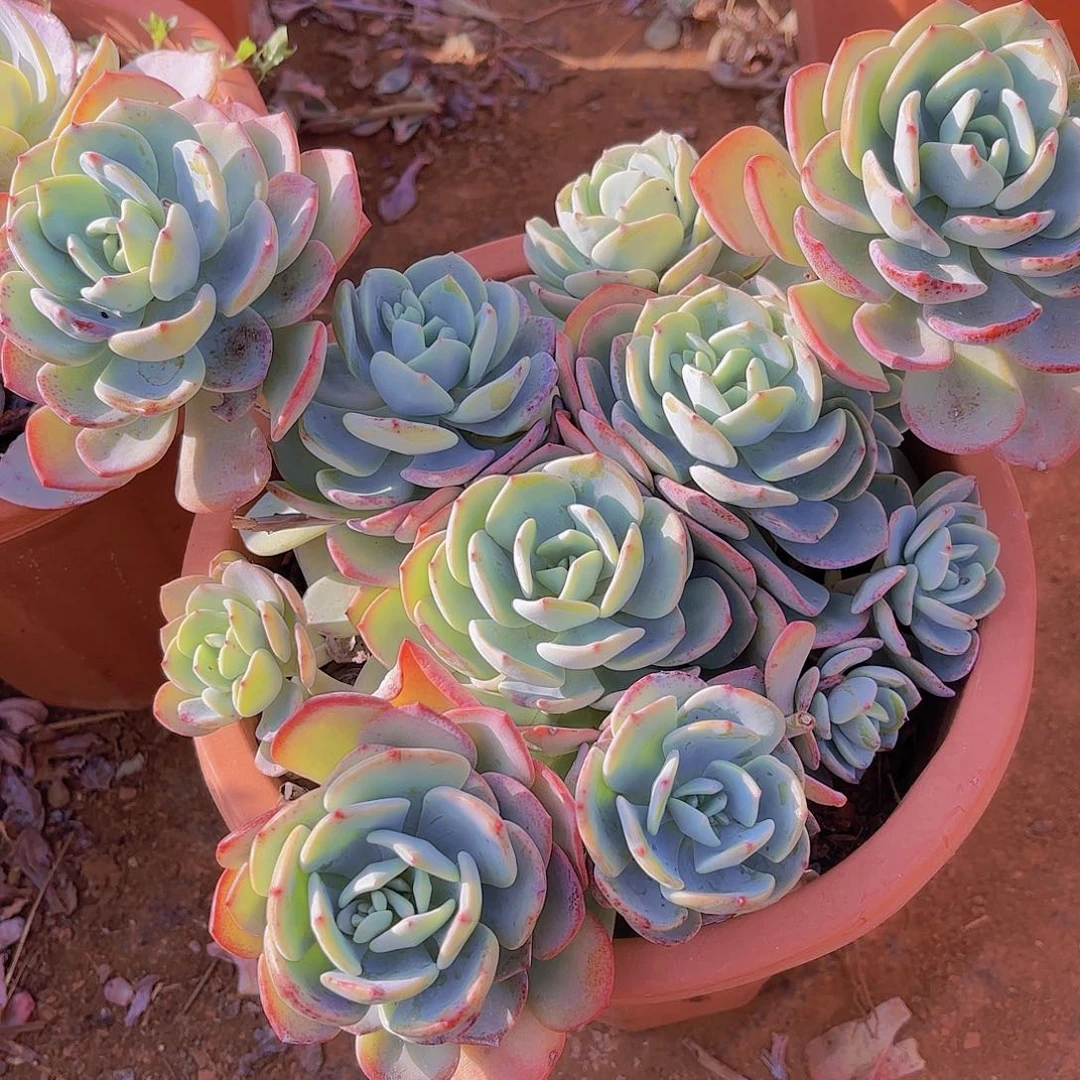 萌*多肉植物。。。。。。。。。。。。。。。。