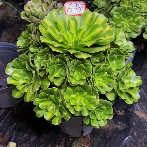 小***果翡翠琉璃老桩捧花635号