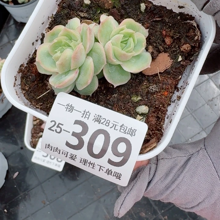 水晶虾饺无盆土发货