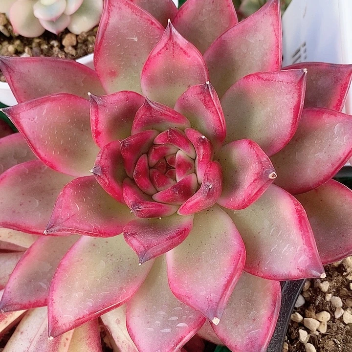 樱花摩根一物一拍，