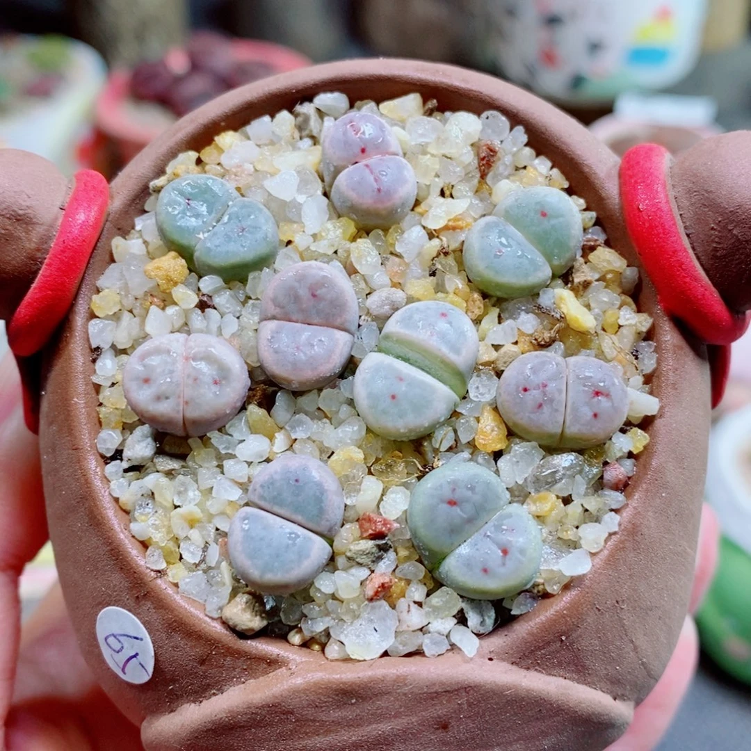 生石花花花花开572