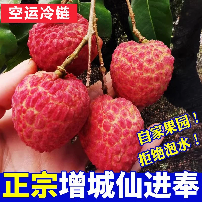 广州增城仙进奉荔枝仙村新鲜现摘当季高端送礼精品5斤原产地空运