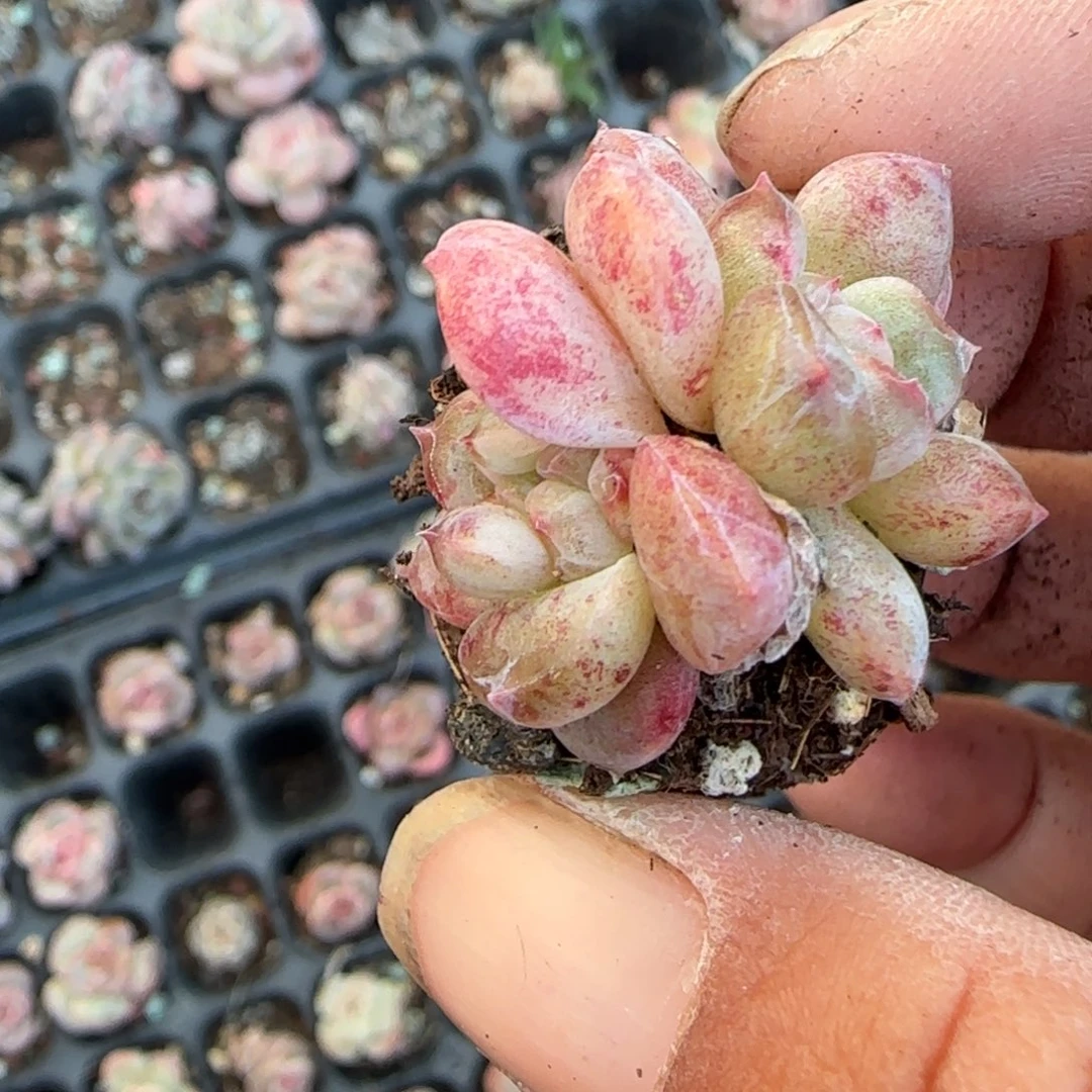 小卡拉米糖心一物一拍