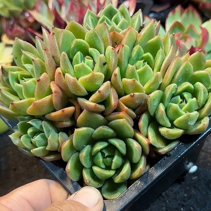 白玫瑰惊鸿一物一拍包装收缩花旱