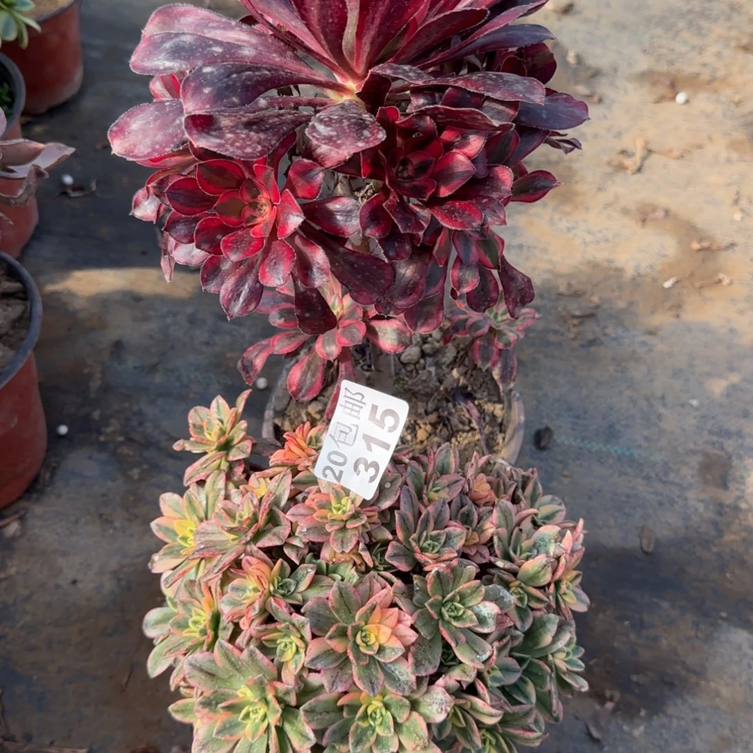 多肉739+315满20包邮断枝不包