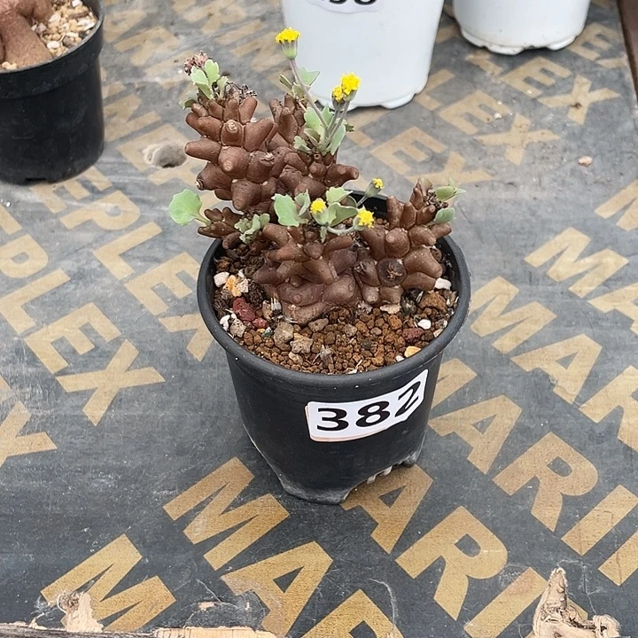 382大多头蛮鬼塔厚墩菊