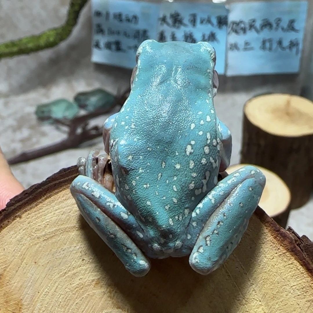 老爷树蛙轻微突骨包边大雪