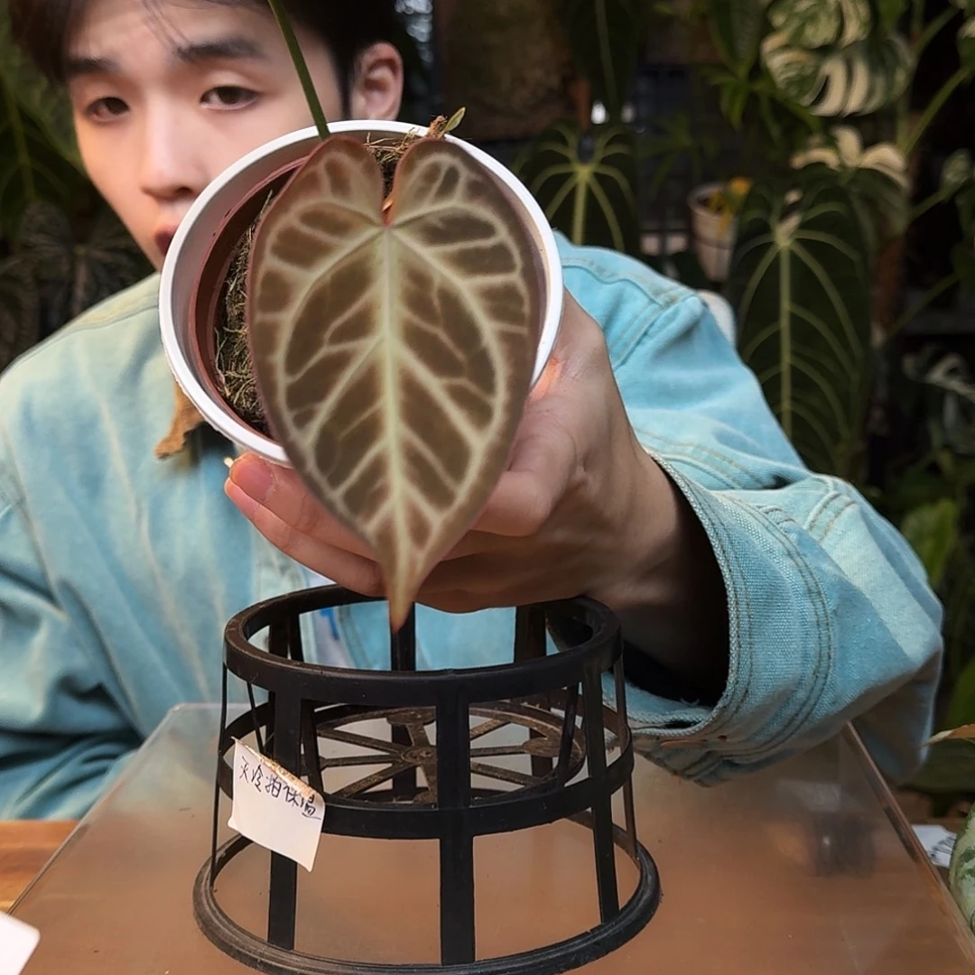 完全开放I139撕裂红虎杂黑底撕裂纹