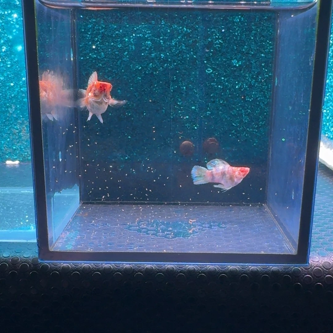 黑玛丽鱼629号玛丽2条