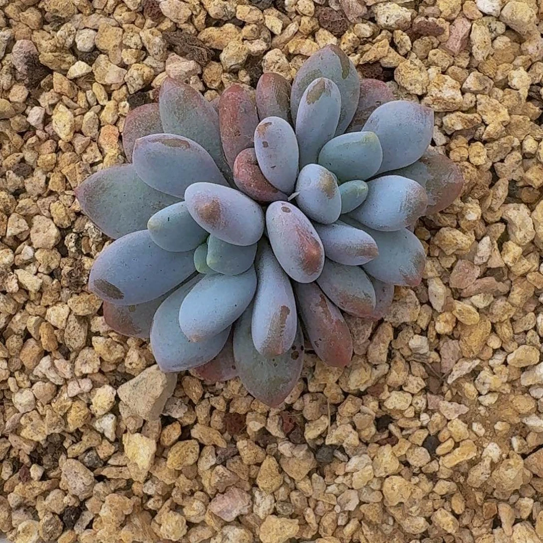 橙龙 双头 一物一拍