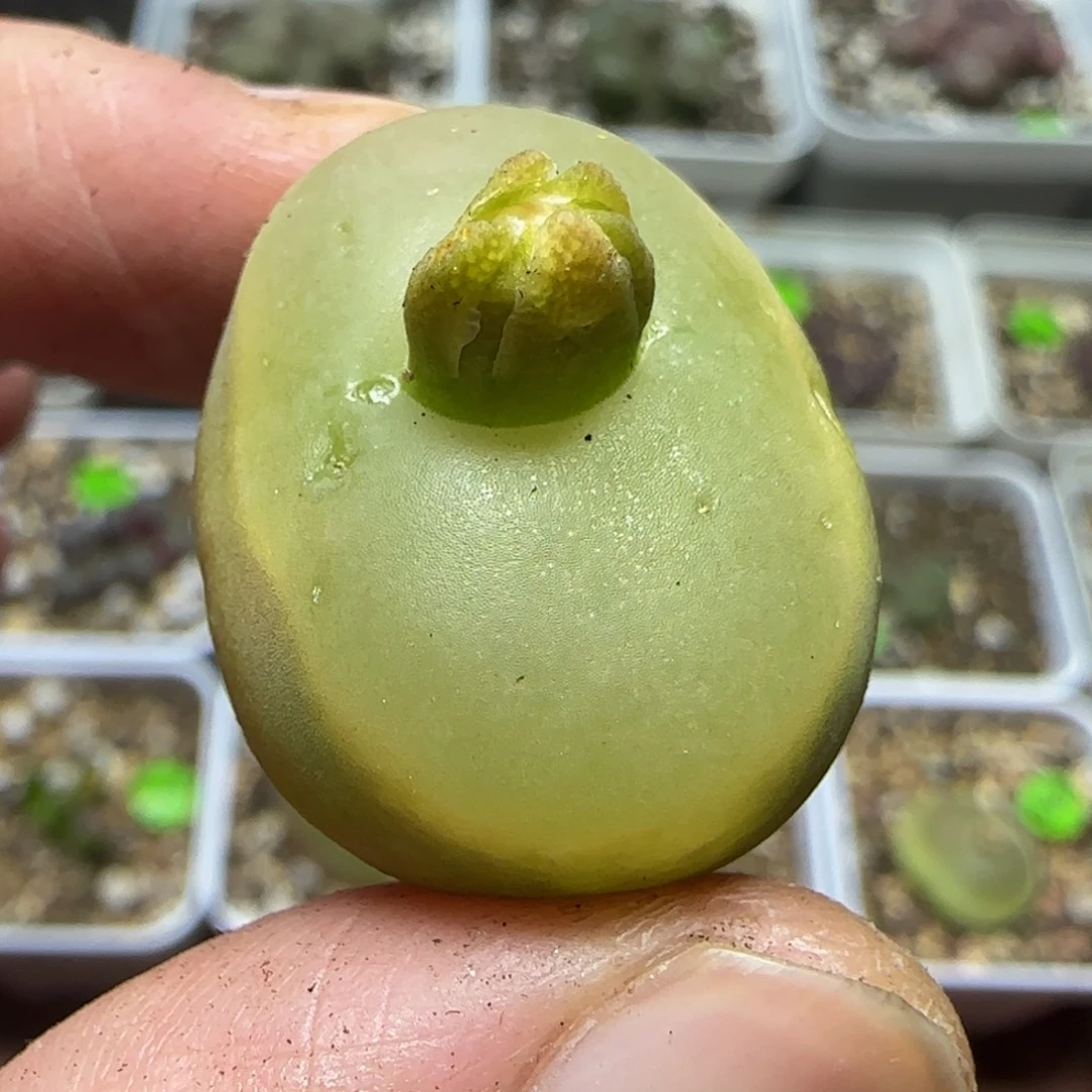 2.4漂亮多肉植物420