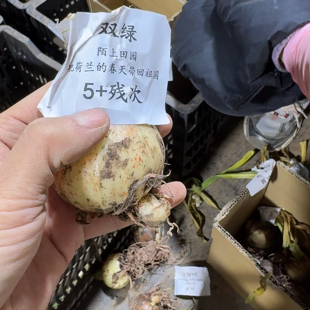 双绿5+残次开花球不包售后包对版