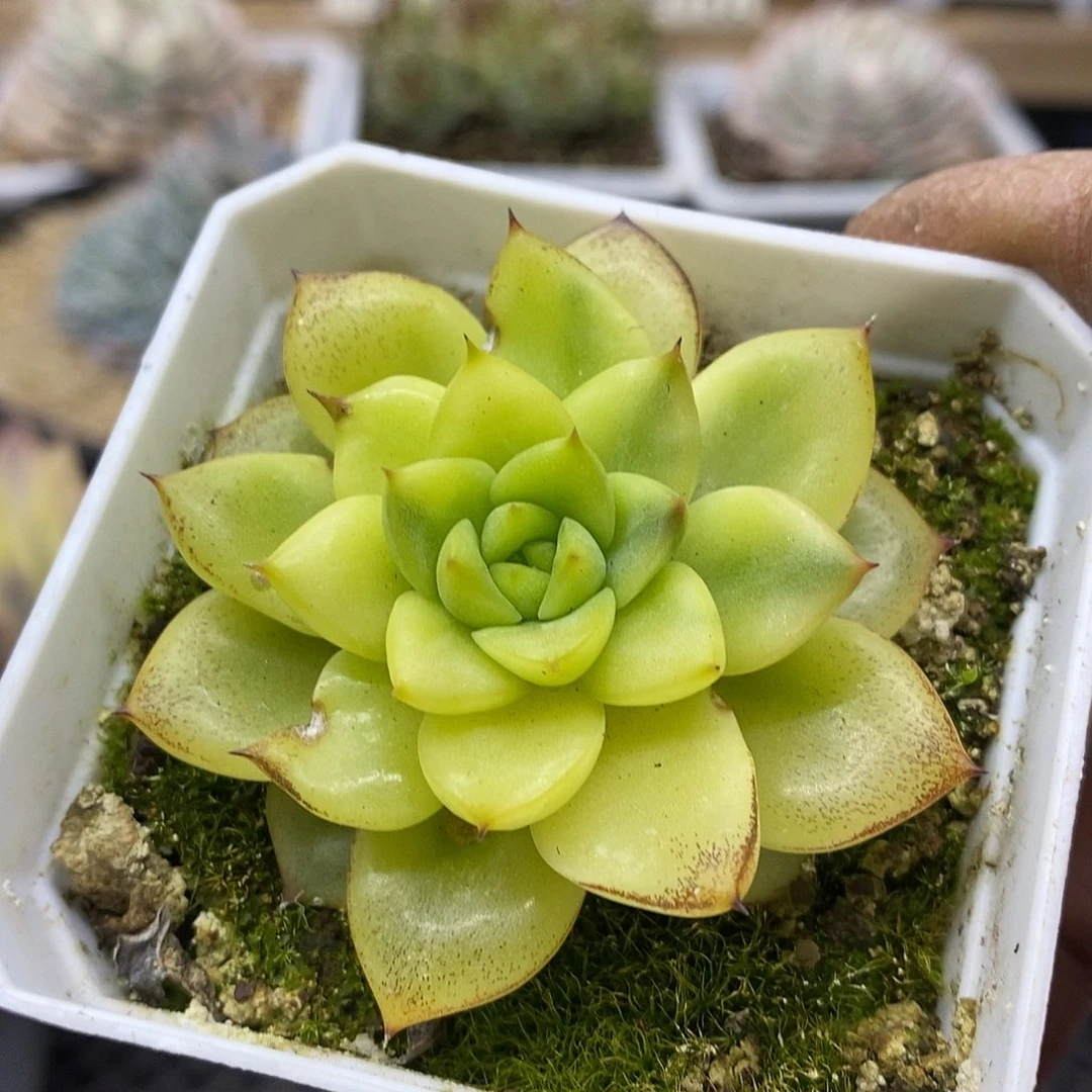 2979 月亮石花脸锦 需延时发货