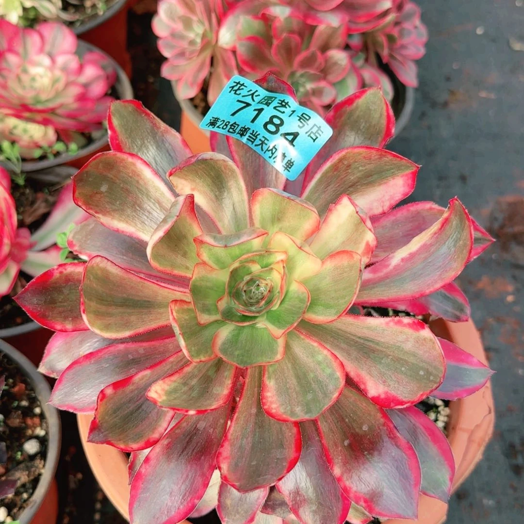 红魔女184多肉植物