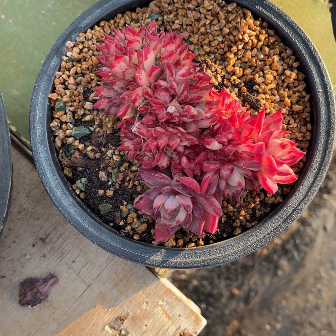 多肉植物多肉植物