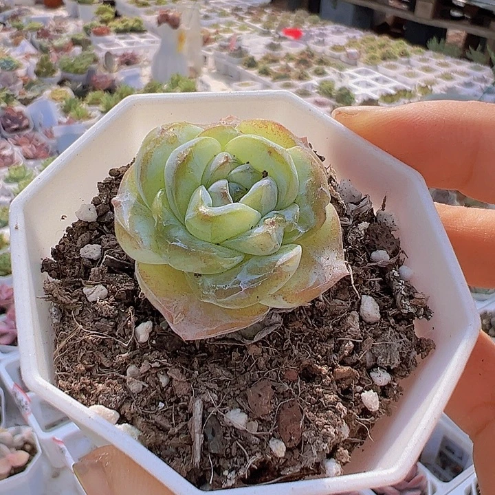 方糖带盆19包邮多肉