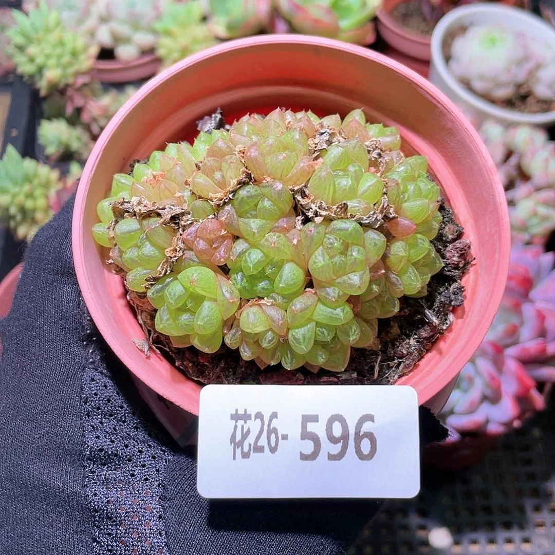 花利美26-596草玉露