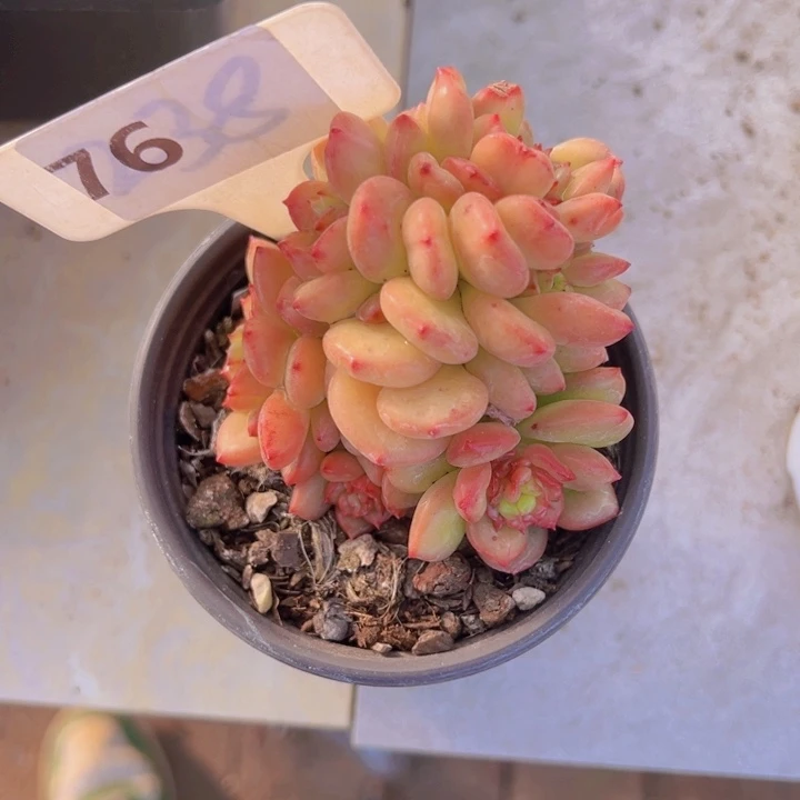 健健康康平平安安