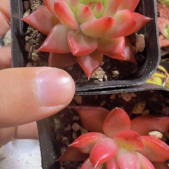 大壮壮一颗福利福利