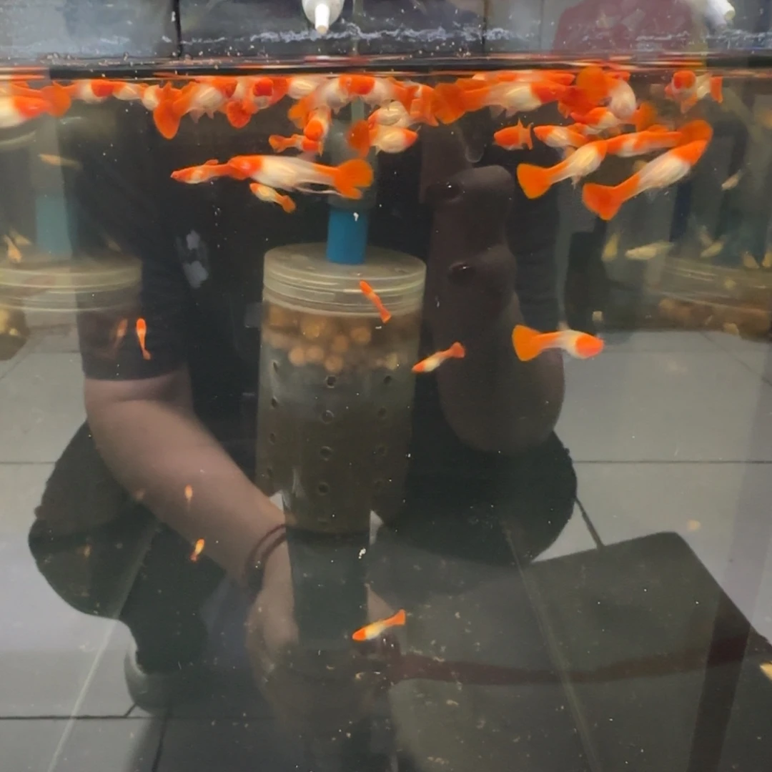 孔雀鱼配一百的鱼