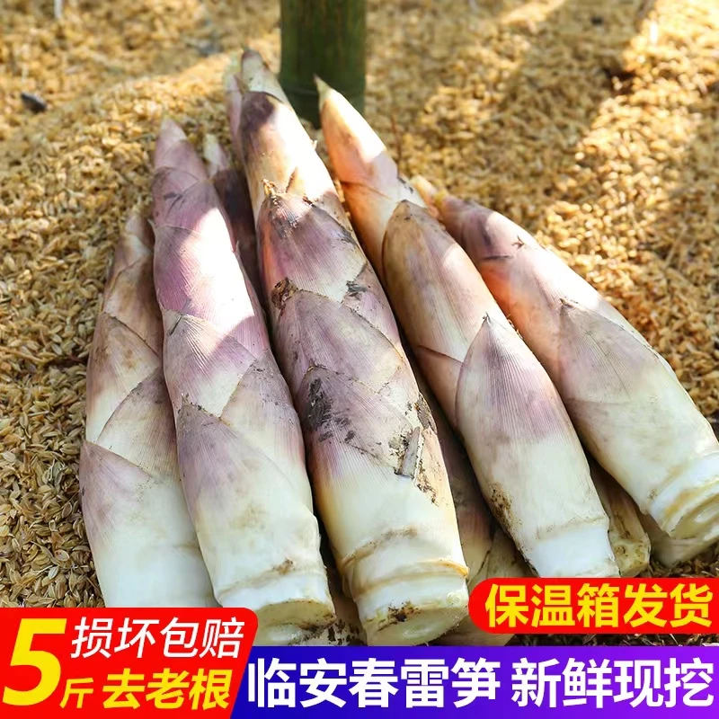 临安新鲜雷笋5斤10-14根