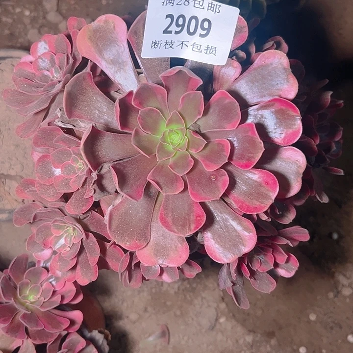 2909爱神多肉植物保护