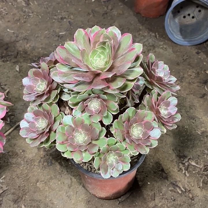 多肉植物莲花座11