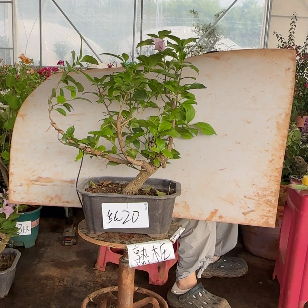 大部分花苞少量开放金夫人 20