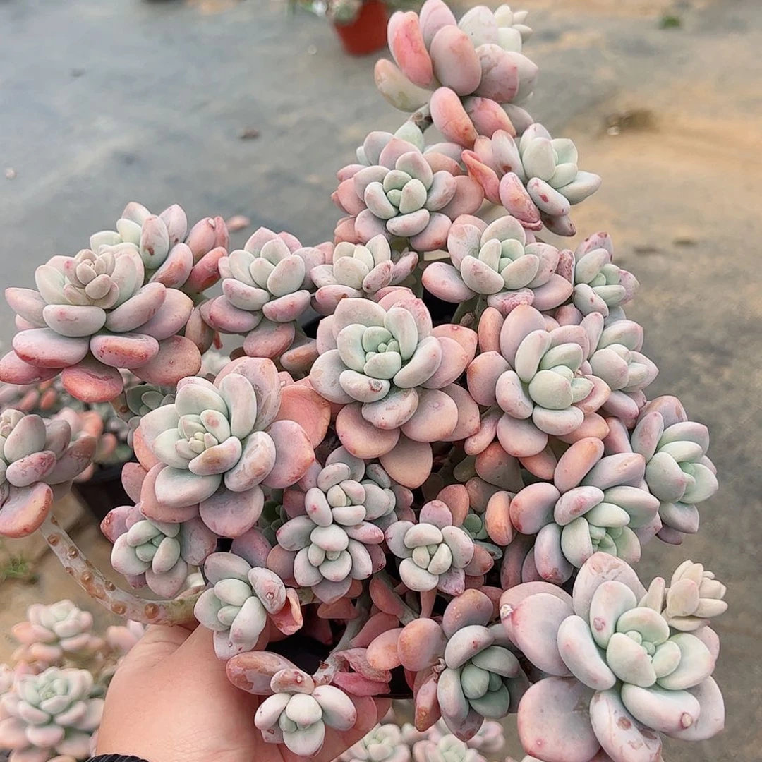 大盆红洛神大整桩