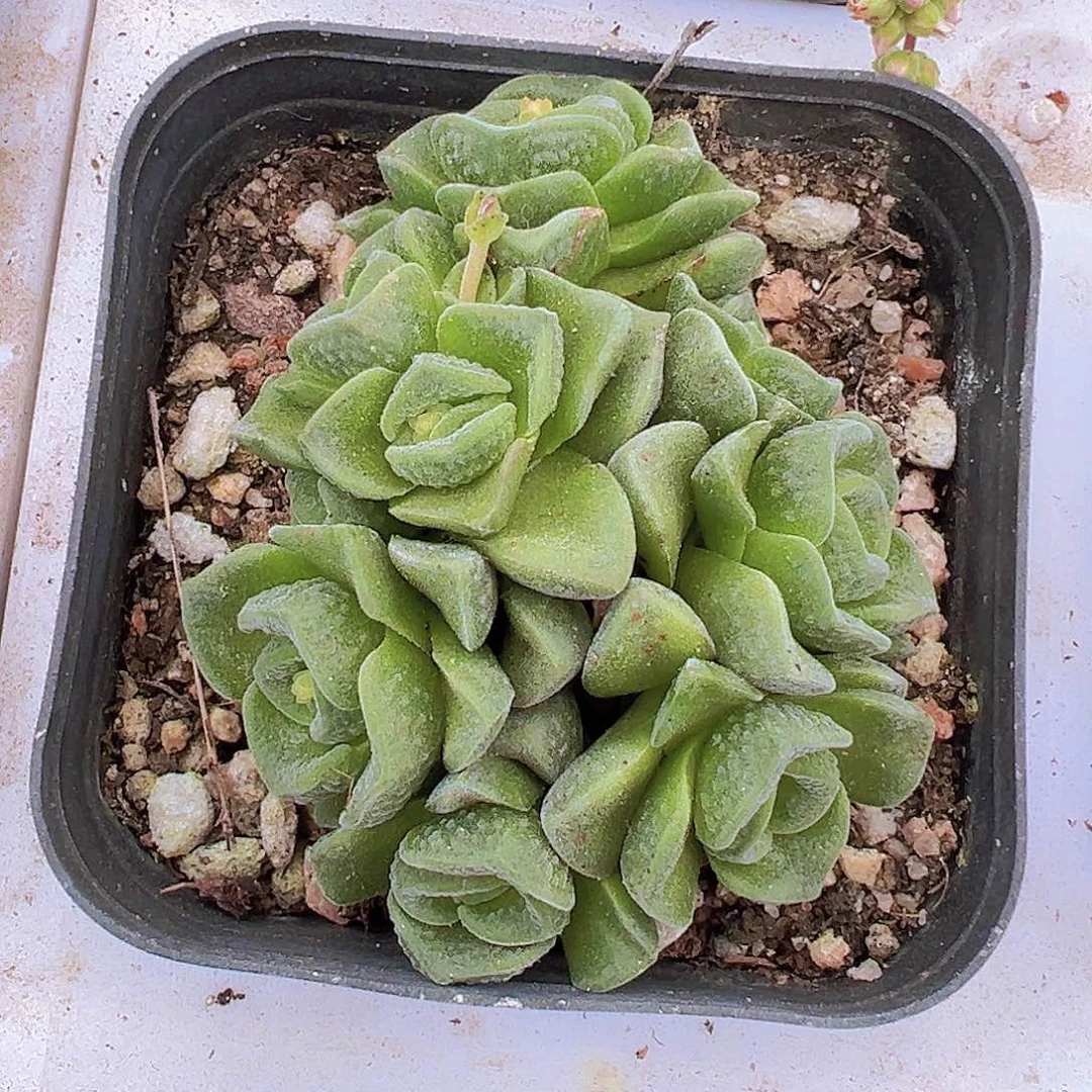 桃乐丝19包邮多肉