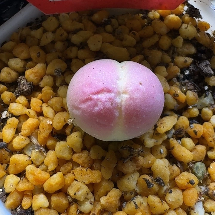 一****生石花1111111。  151