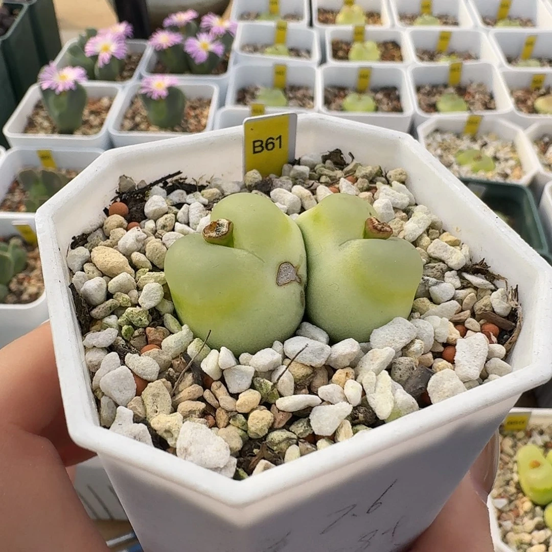 ****风B61拉登双头有干巴脱土发货