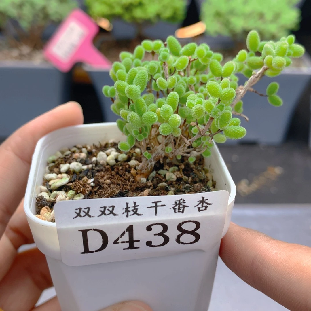 458蜜橘。