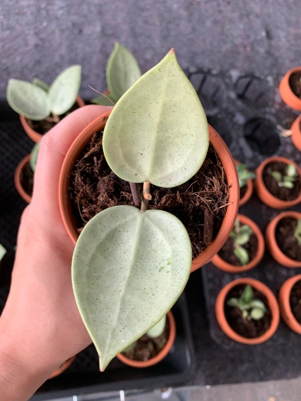 银芯球兰 室内绿植