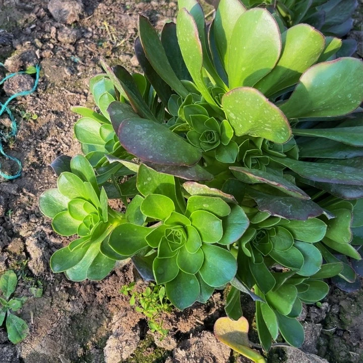 魅金多肉植物捧花的