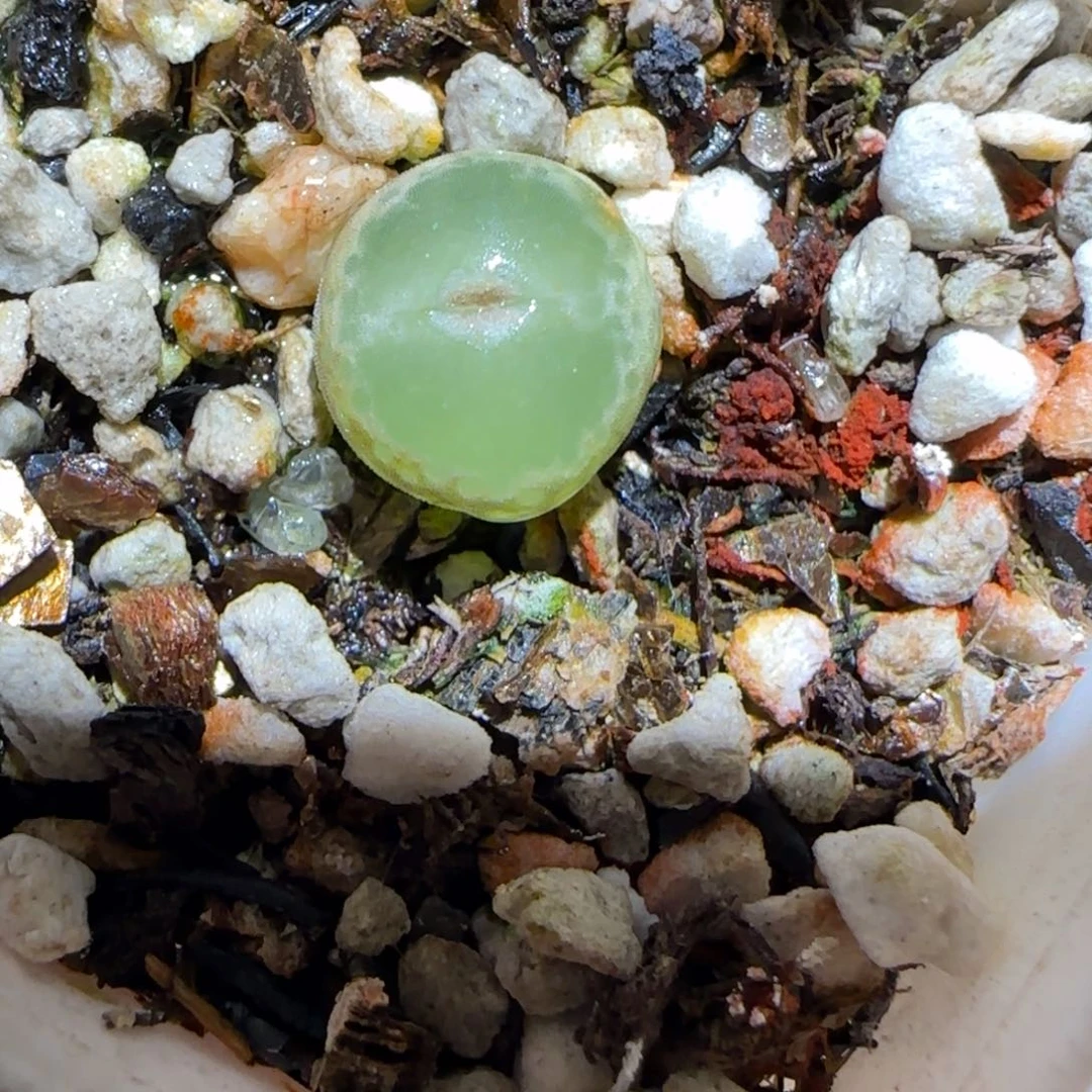 肉锥多肉植物百科-安格有疤618