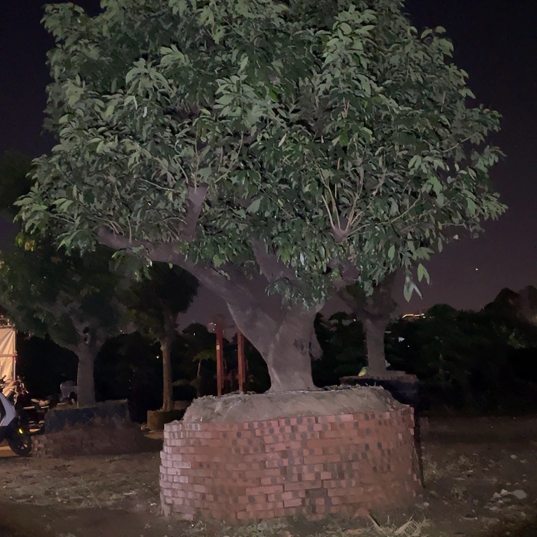 用***8完全开放果树果树果树1111111111