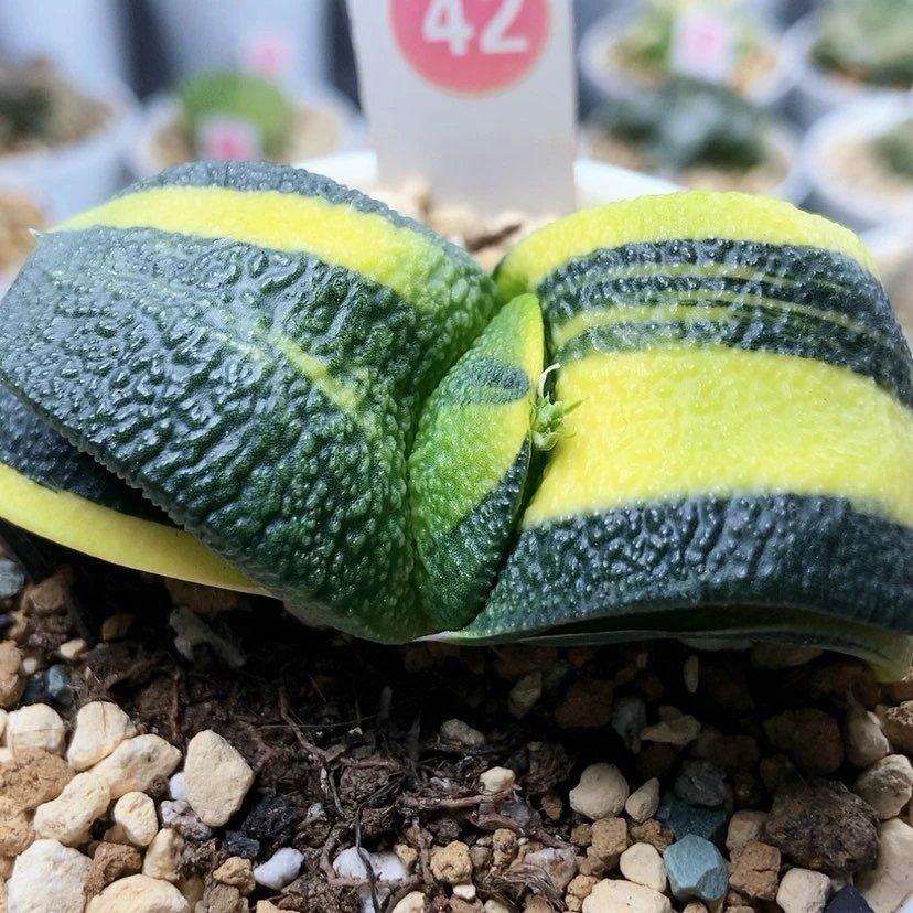【闪购商品】卧牛锦42