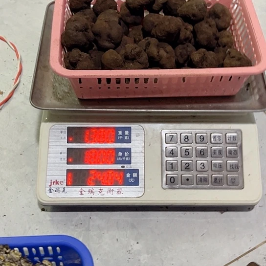 干巴菌超好吃中国大陆