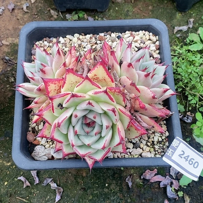 【闪购商品】乌木2460