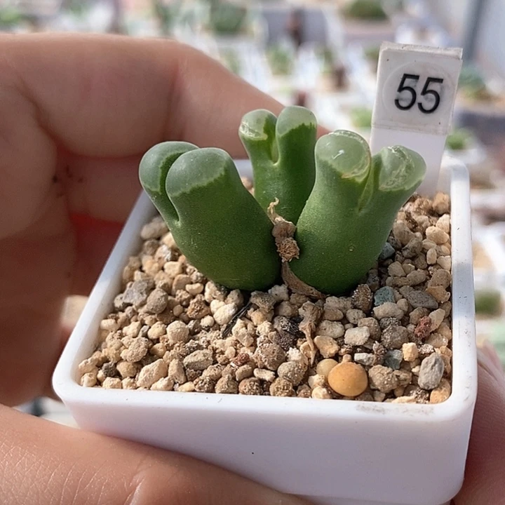 一物一拍裂窗1802.84母本介意慎拍