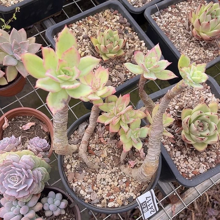 乔伊24117多肉植物