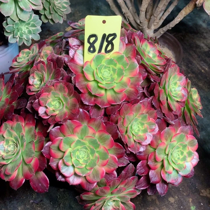 818安娜多肉111111