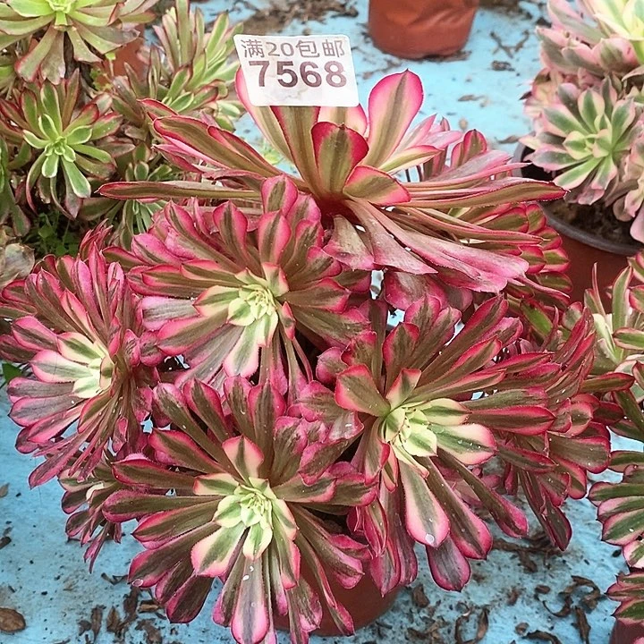 7568 一颗红铜葫法师